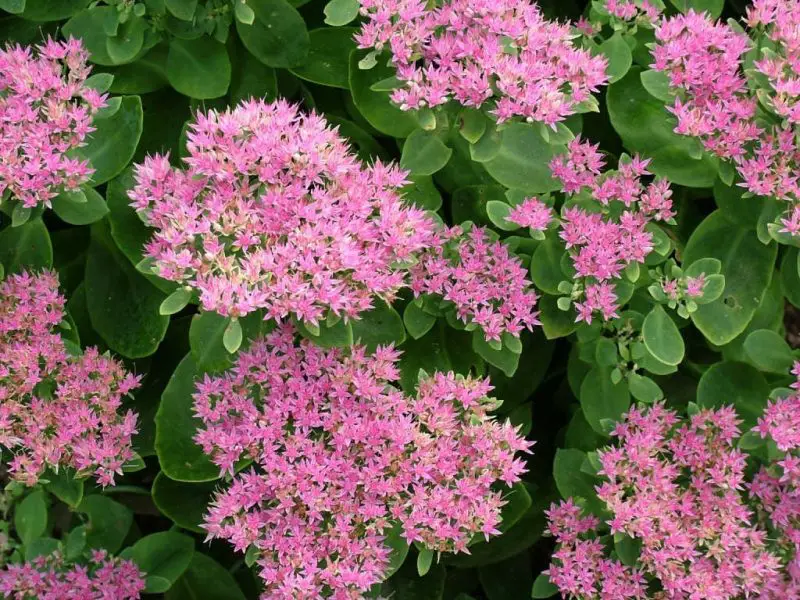 Types of Sedum Plants