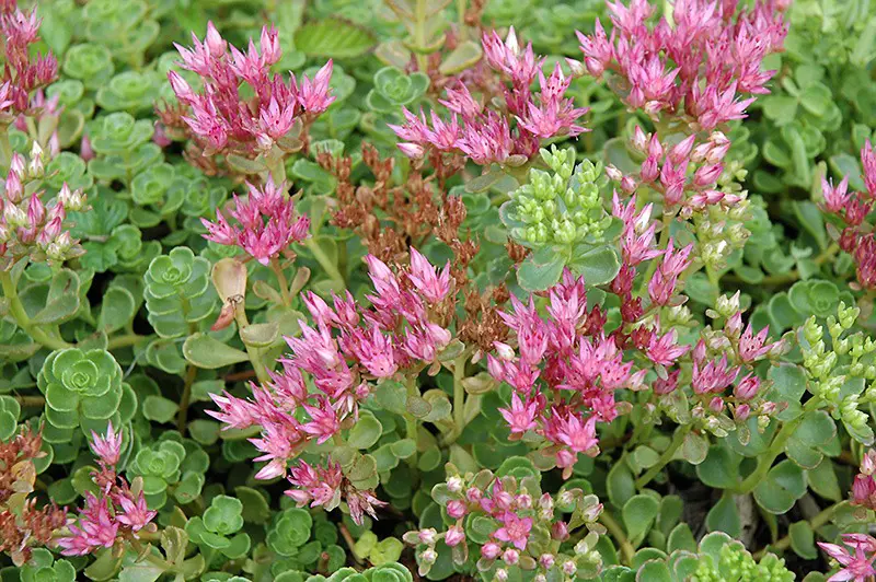 Types of Sedum Plants