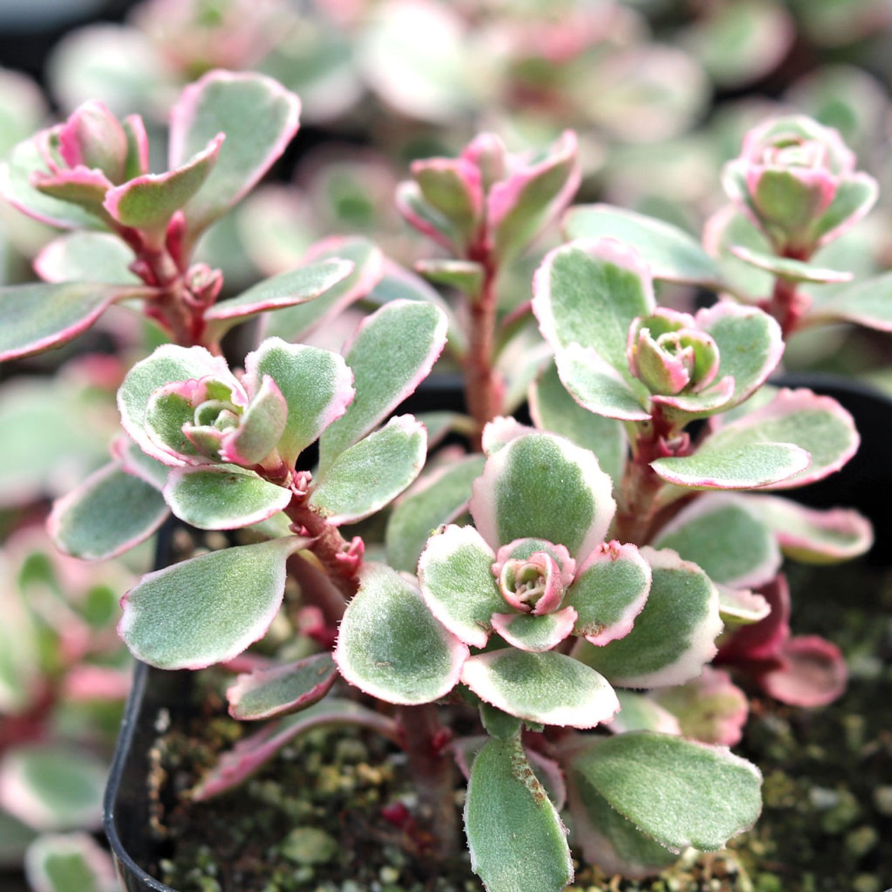 Types of Sedum Plants