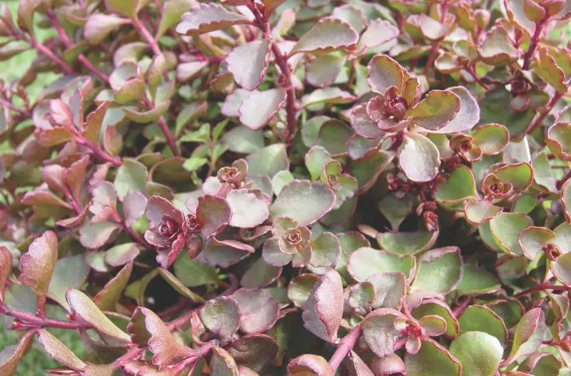 Types of Sedum Plants