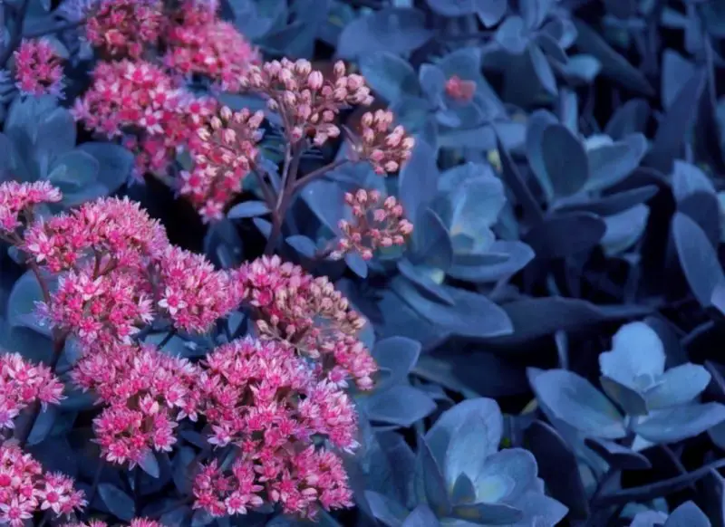 Types of Sedum Plants