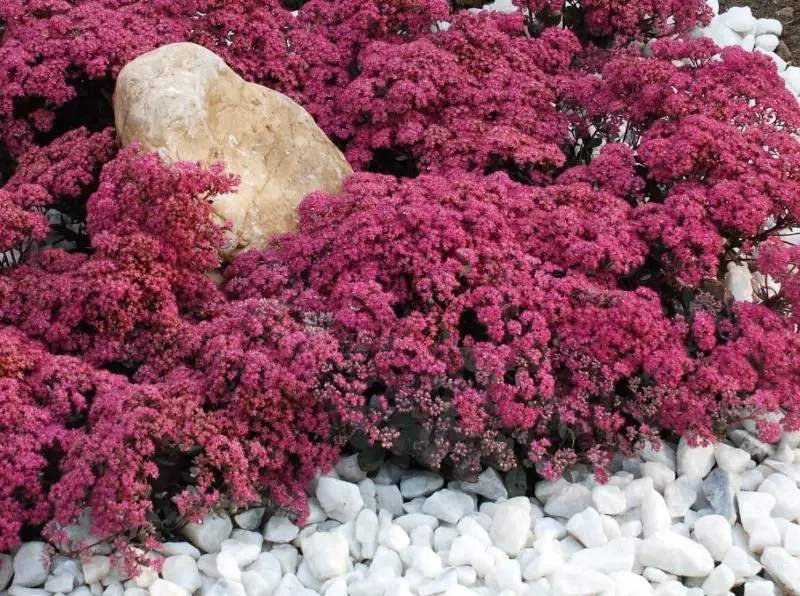 Types of Sedum Plants