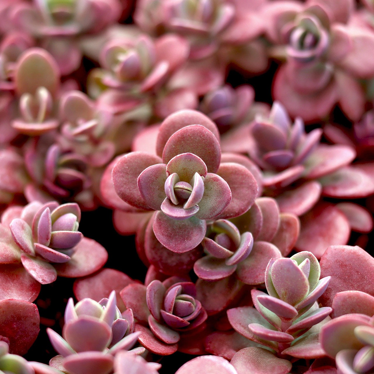 Types of Sedum Plants