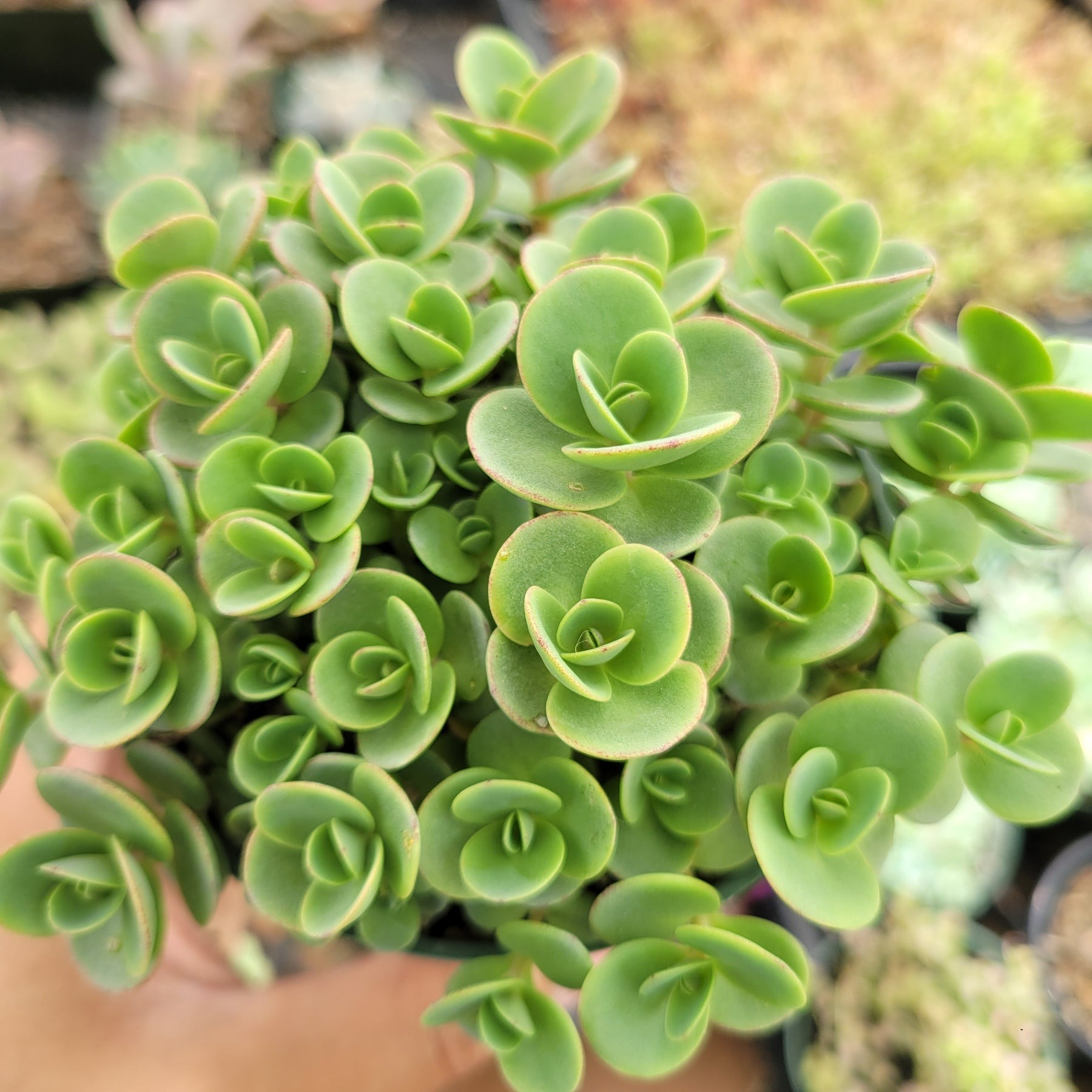 Types of Sedum Plants