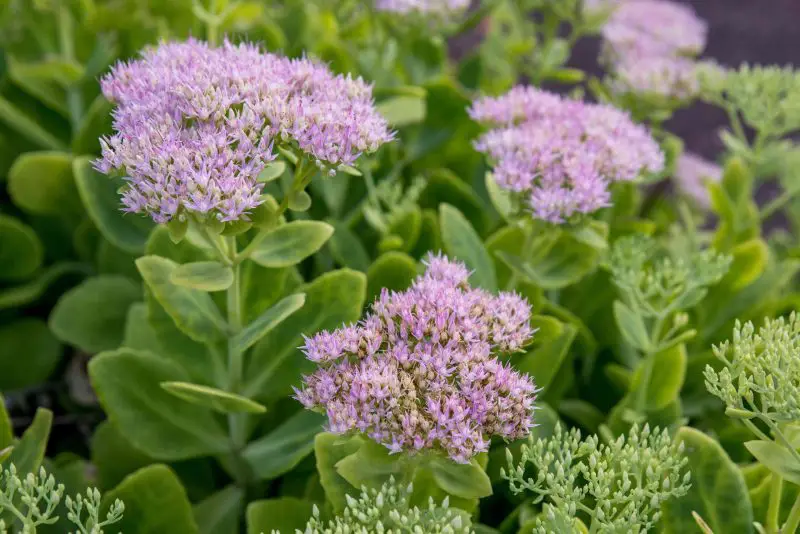 Types of Sedum Plants