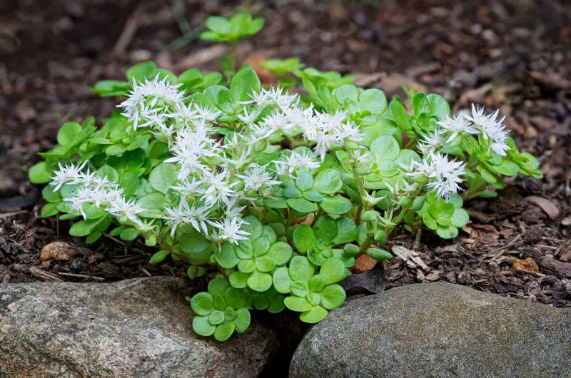 Types of Sedum Plants