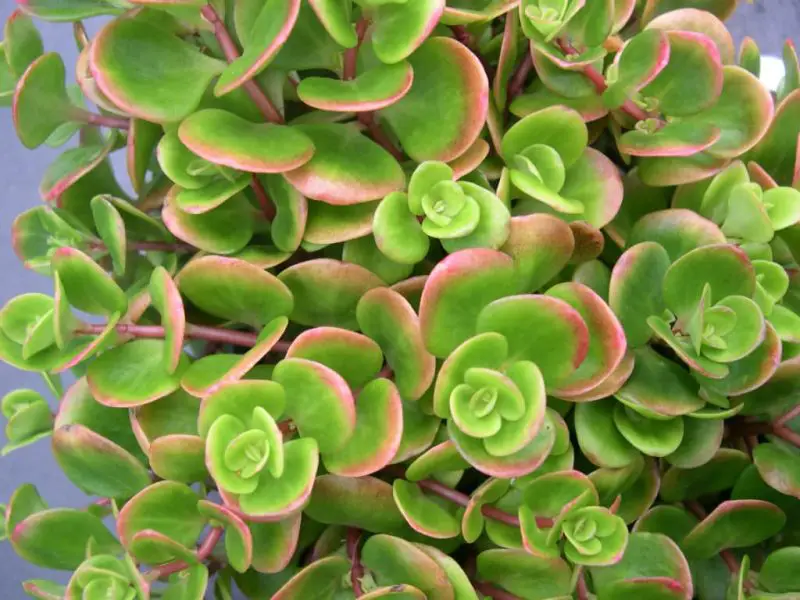 Types of Sedum Plants