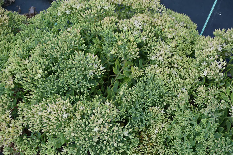 Types of Sedum Plants