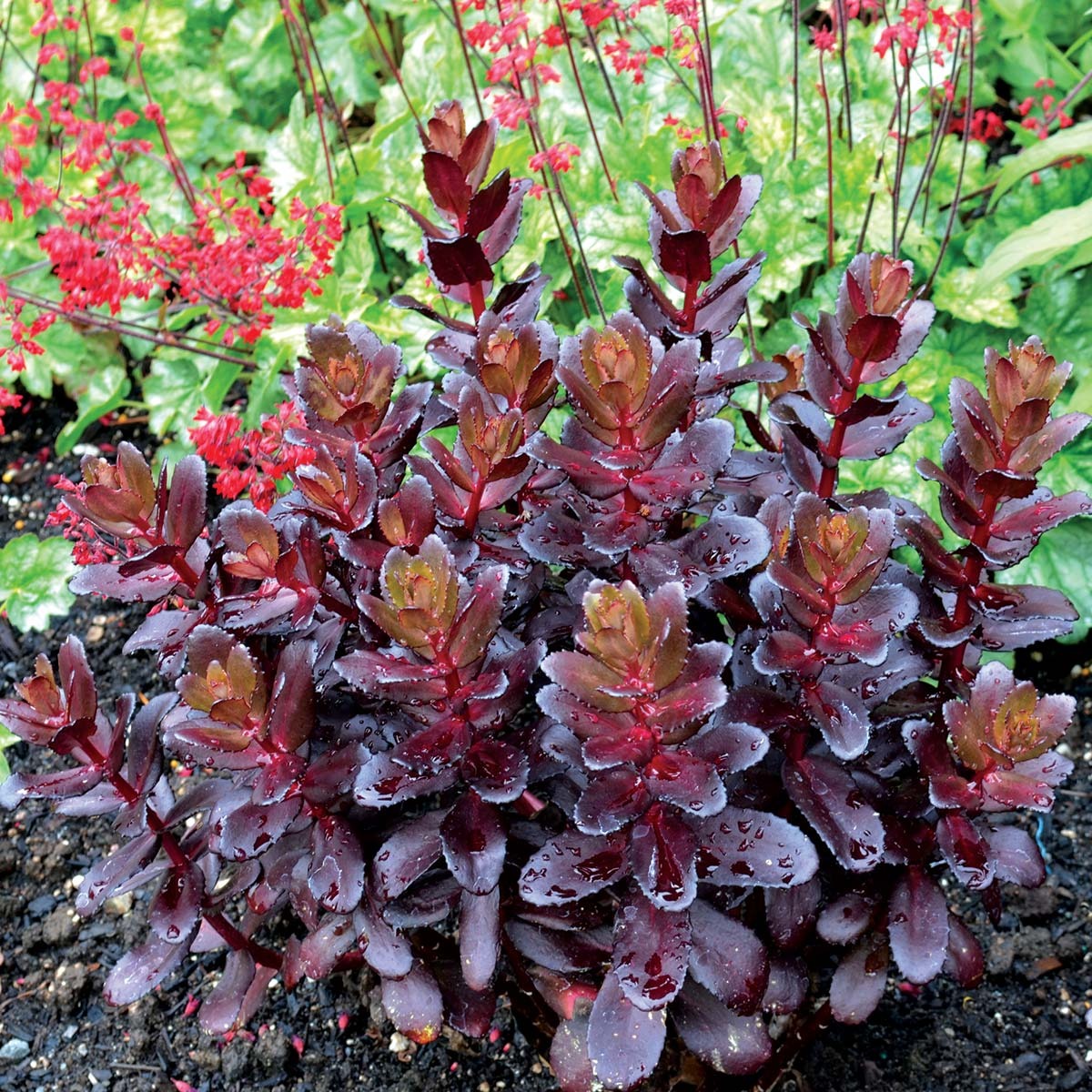 Types of Sedum Plants