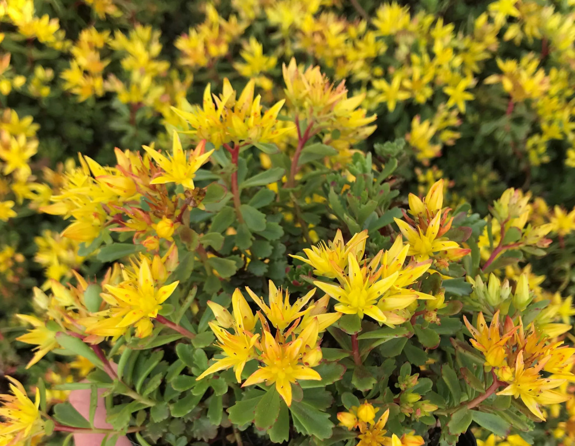 Types of Sedum Plants