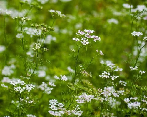 15 Types of Cilantro with Pictures