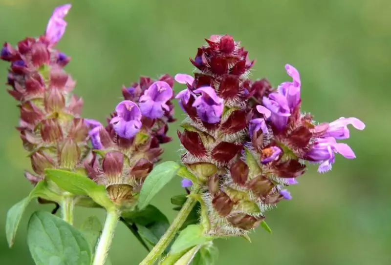 Weeds with Purple Flowers