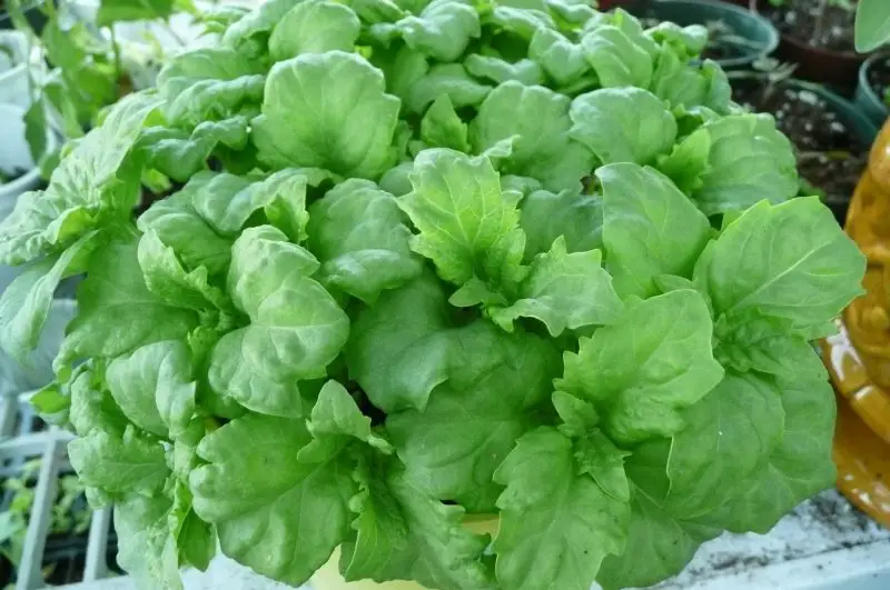 Types of Basil Plants