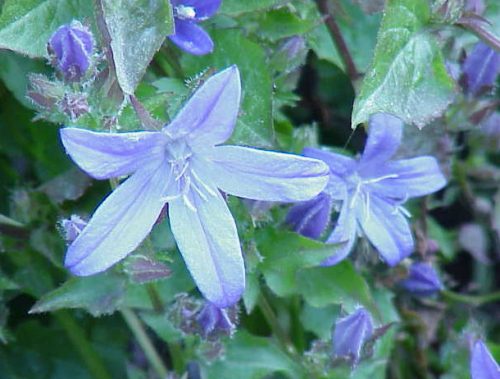 Serbian Bellflower