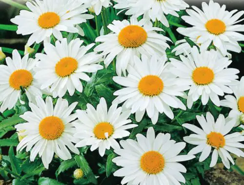 Shasta Daisy