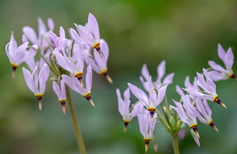 Bell-Shaped Flowers