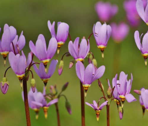 Shooting Star Flower