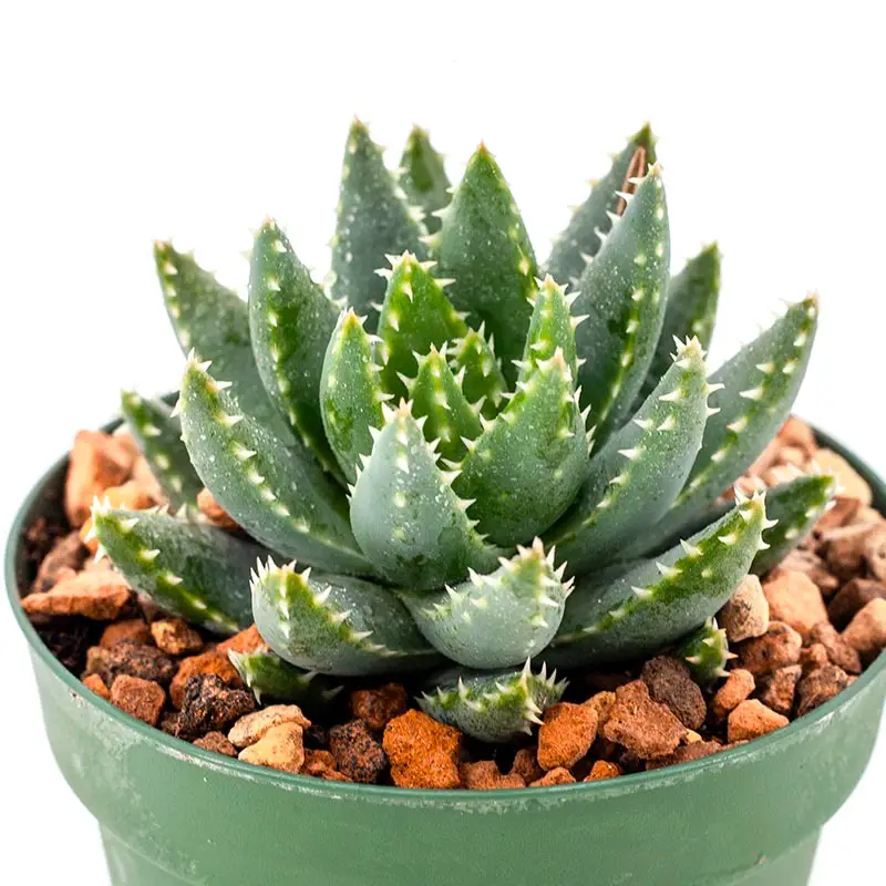 short-leaf-aloe-aloe-brevifolia Types of Aloe Plants