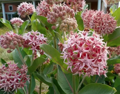 Showy Milkweed