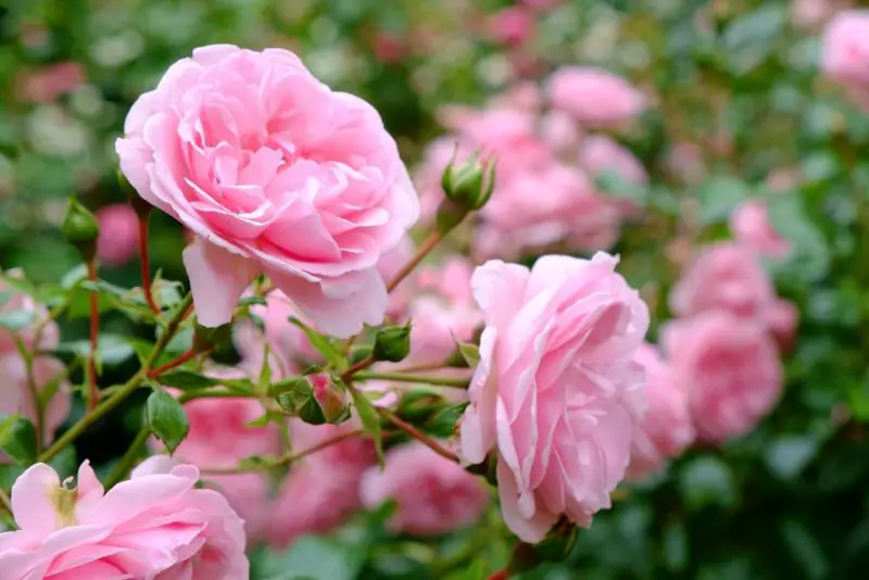 Types of Rose Plants