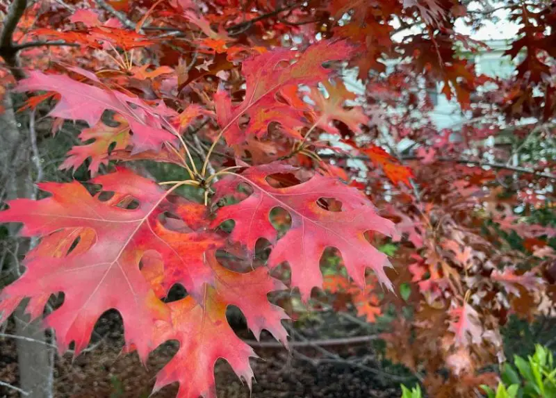 Types of Oak Trees in Texas