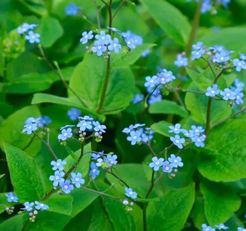 Siberian Bugloss