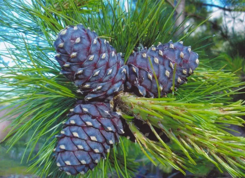 Types of Cedar Trees