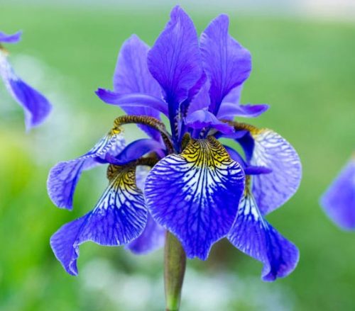 Siberian Iris