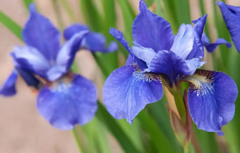 siberian-iris-800x511-1 Flowers That Are Toxic to Cats
