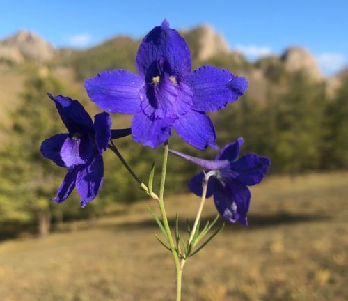 Siberian Larkspur