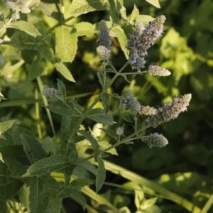 41 Types of Mint Plants (With Pictures)