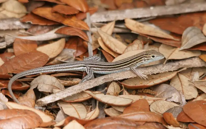 Lizards in Indiana