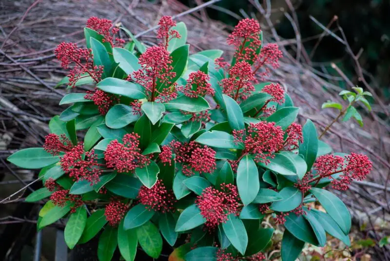Small Evergreen Shrubs