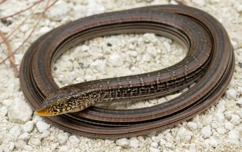 Lizards in Indiana