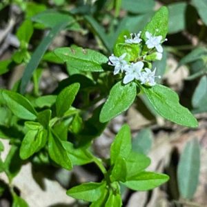 41 Types of Mint Plants (With Pictures)