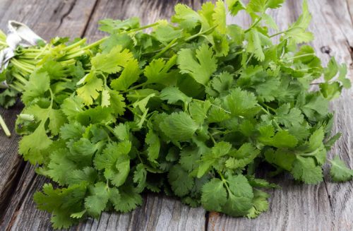 15 Types of Cilantro with Pictures