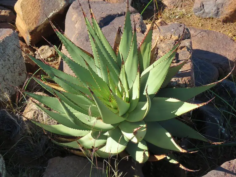 snake-aloe-aloe-broomii-800x600-1 Types of Aloe Plants