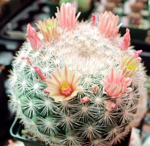 Snowball Cactus