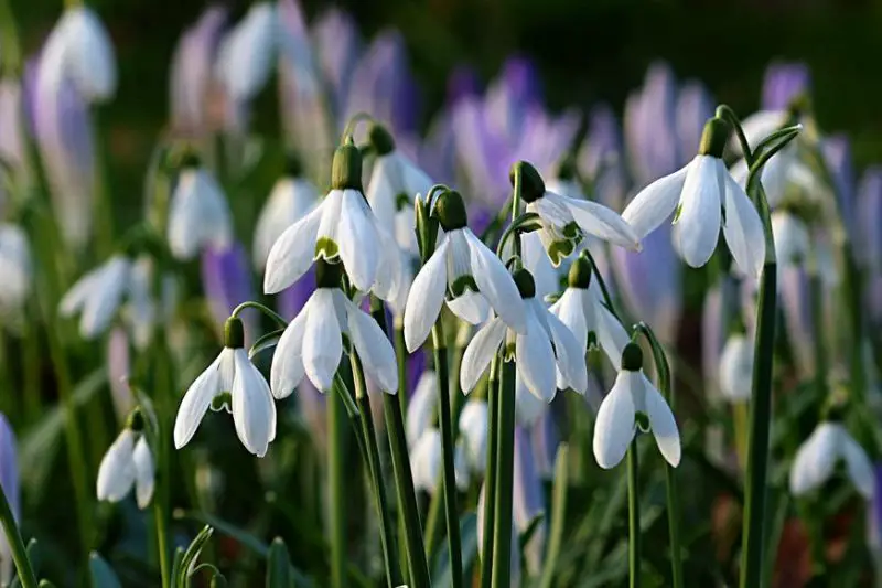 Flowers That Smell Good