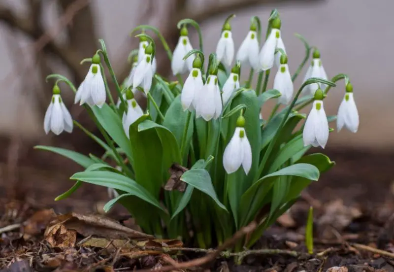Flowers That Bloom in Spring