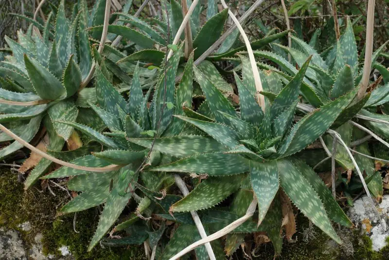 soap-aloe-aloe-maculata-800x534-1 Types of Aloe Plants