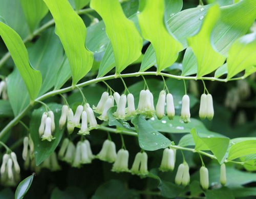Solomon’s Seal