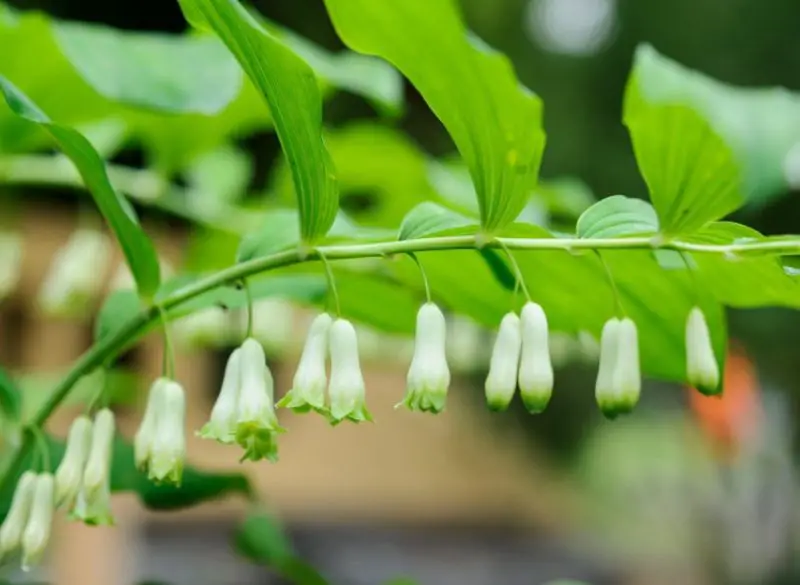 Flowers That Bloom in Spring