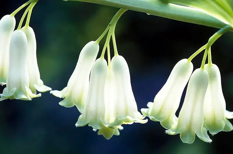 Bell-Shaped Flowers
