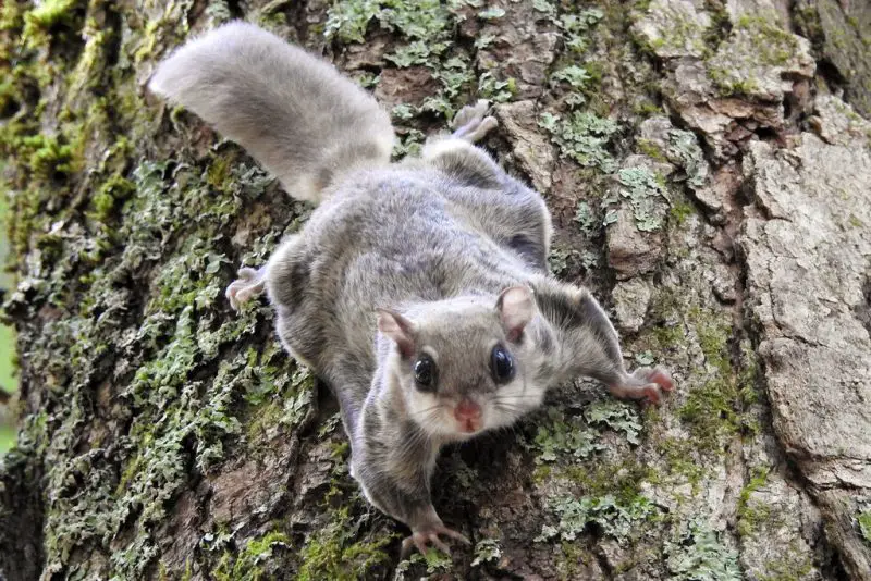 Squirrels in New Hampshire