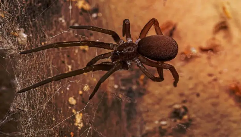 Dangerous Bugs in Missouri