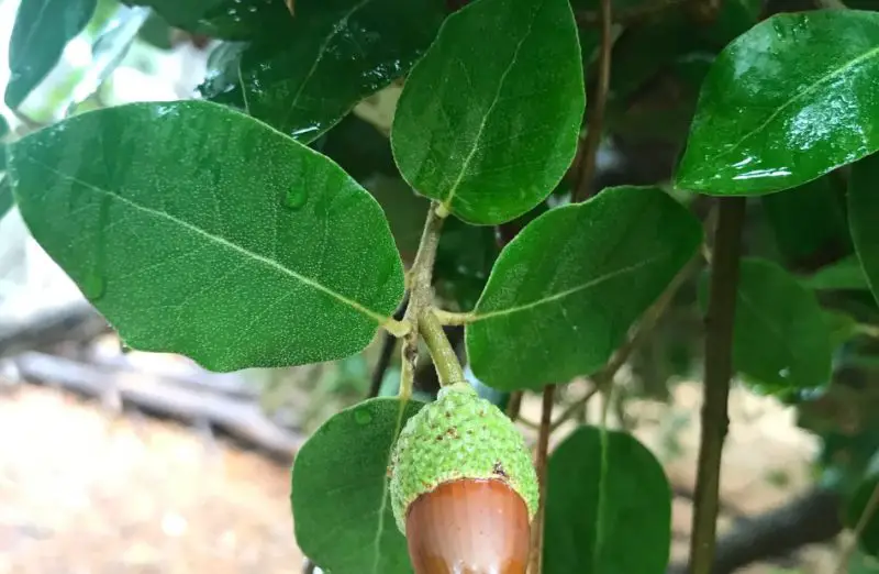 southern-live-oak-1-800x522-1 Florida oak trees