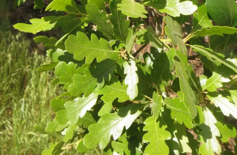 Types of Oak Trees in Texas