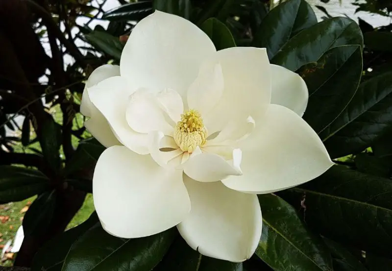 Magnolia Tree
