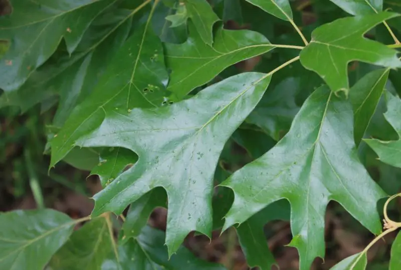 Florida oak trees